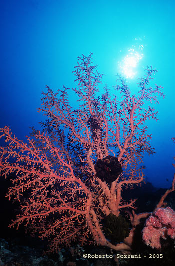 Crinoidi su corallo - Crinoids on Sea fan