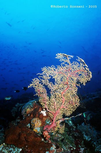 Panorama subacqueo - Underwater landscape