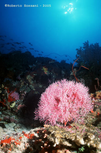 Panorama subacqueo - Underwater landscape