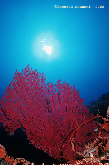 Panorama subacqueo - Underwater landscape - Walea Island